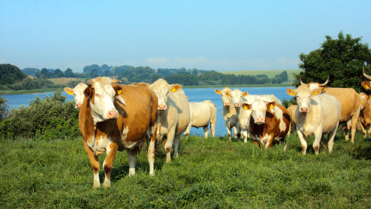 Kühe auf der Weide