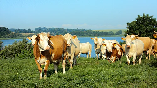 Kühe auf der Weide